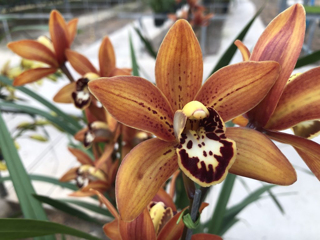 Orquídea Cymbidium – Harmoniz Orquídeas