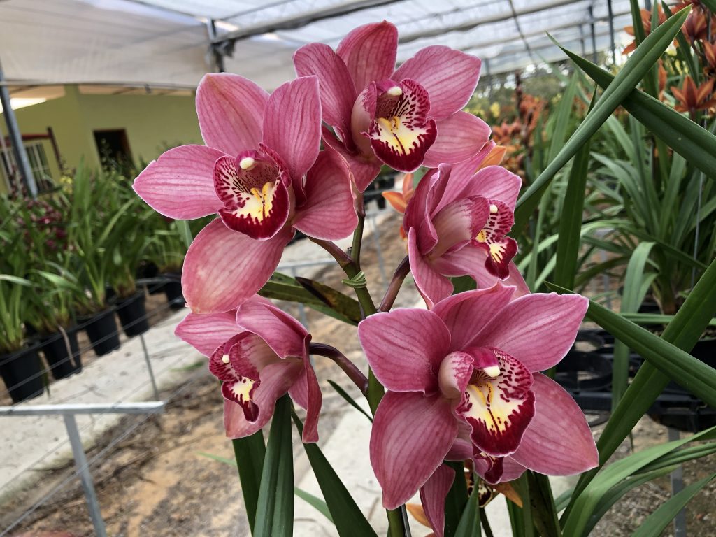 Orquídea Cymbidium – Harmoniz Orquídeas