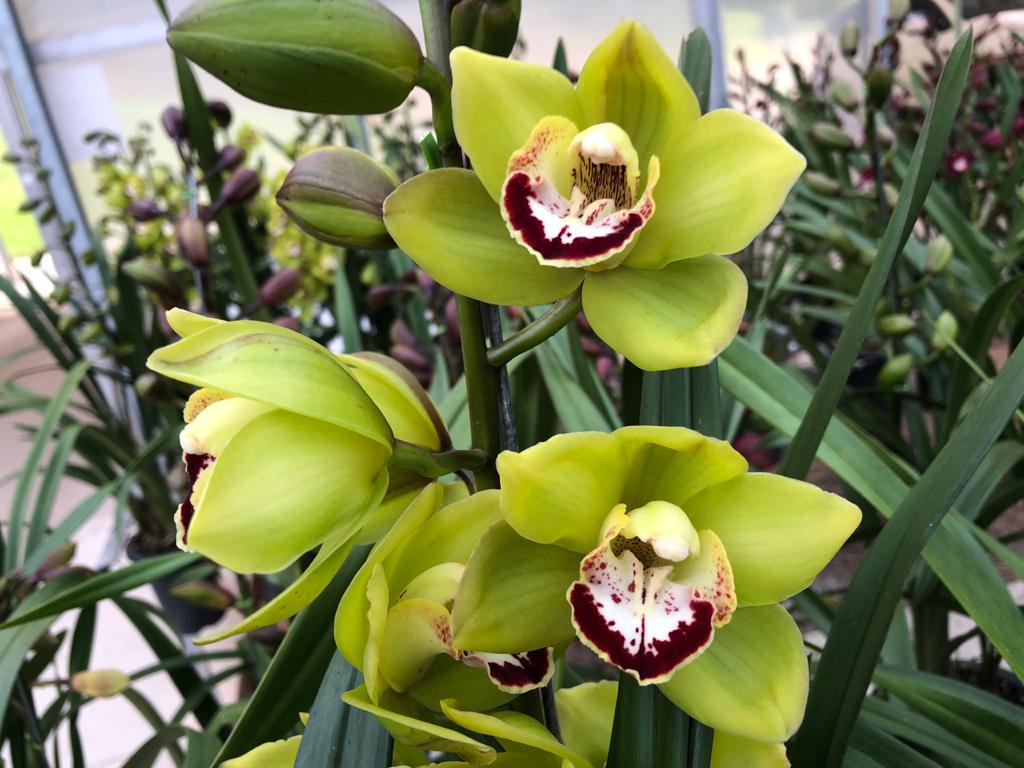 Orquídea Cymbidium – Harmoniz Orquídeas